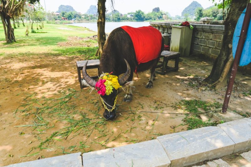 Elio Heres Ninh Binh-2