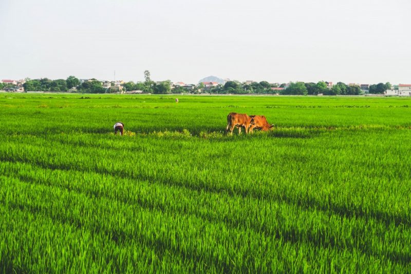 Elio Heres Ninh Binh-5